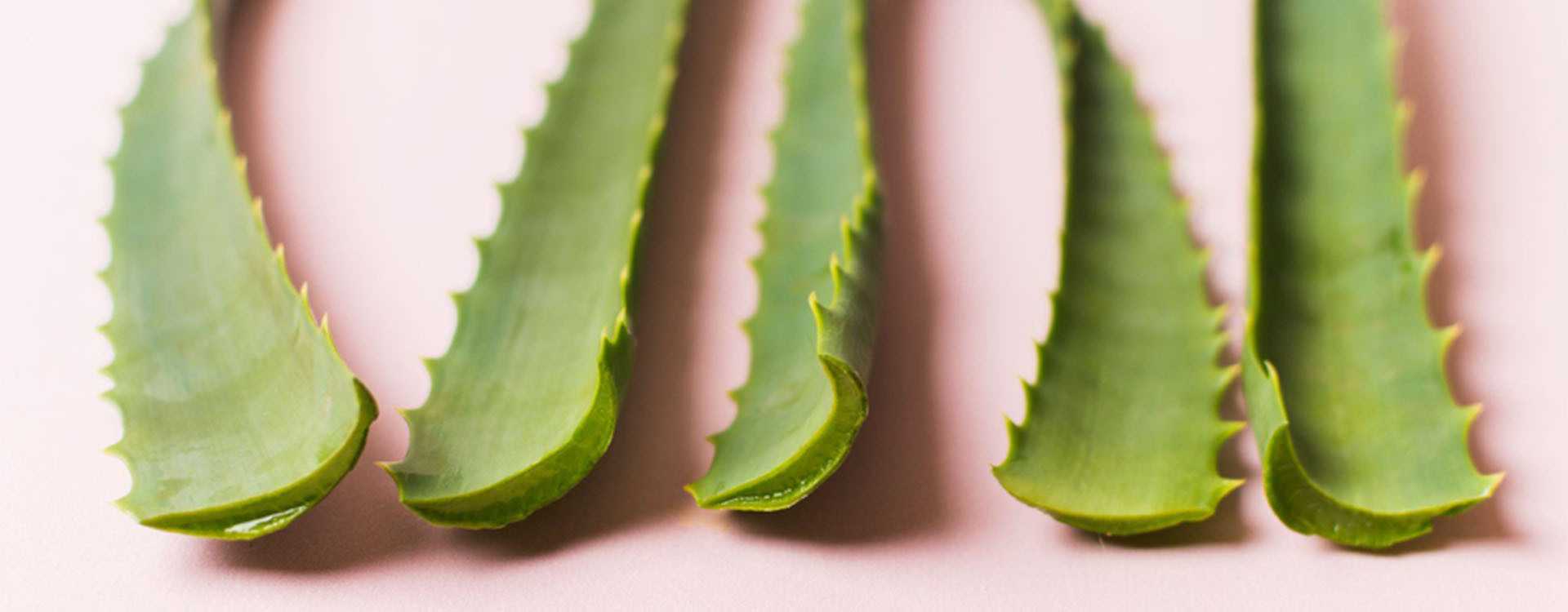Aloe Vera: proprietà e benefici in cosmesi