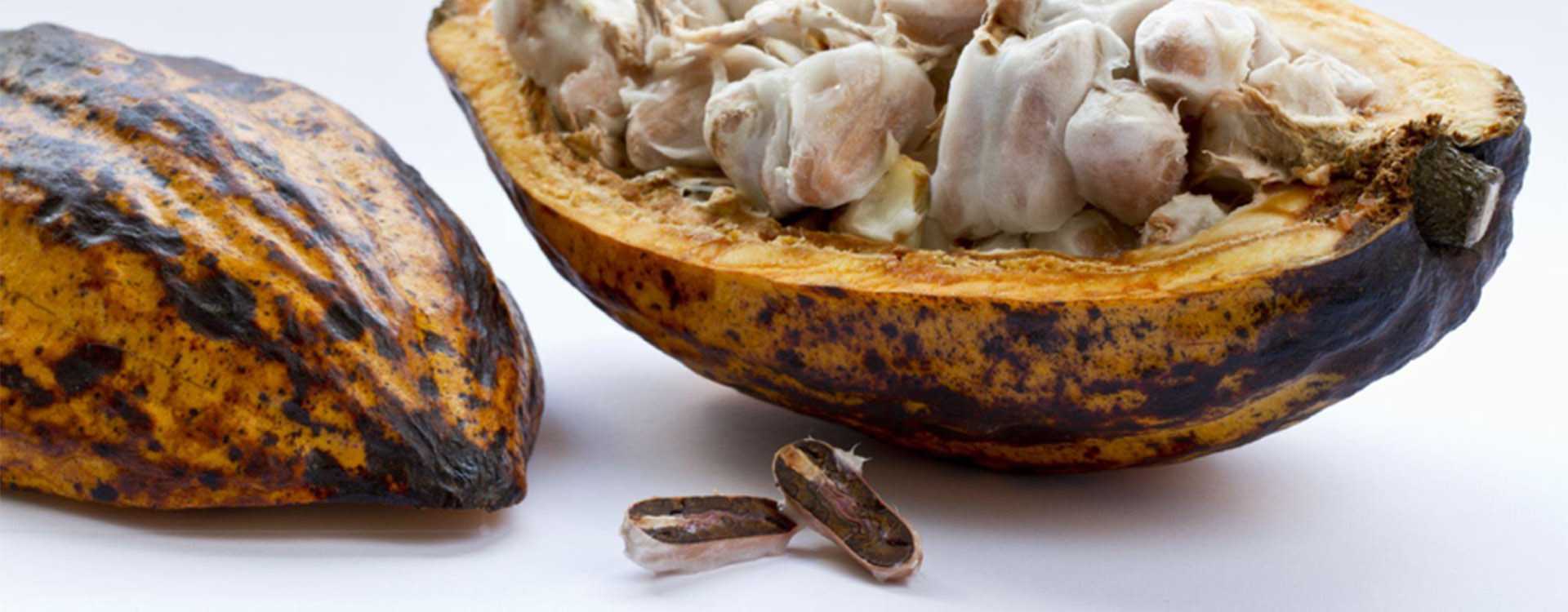 Can chocolate help you lose weight?