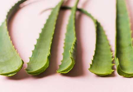 Aloe Vera: proprietà e benefici in cosmesi