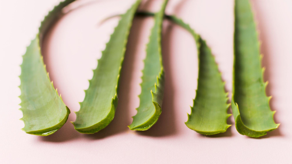 Aloe Vera: Properties and Benefits in Cosmetics